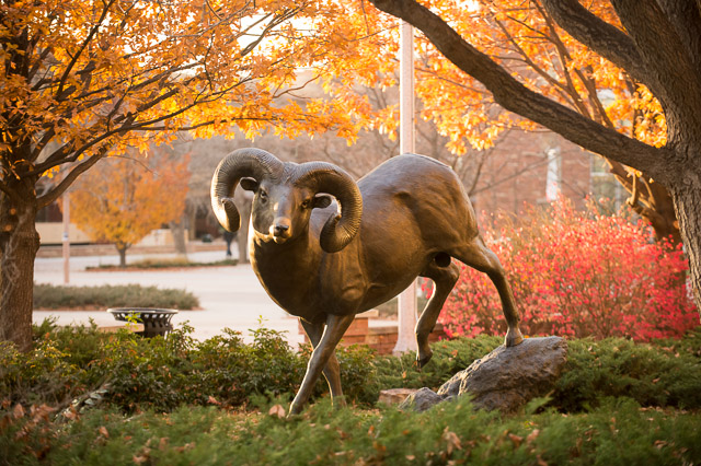 Cam the Ram statue outside of the Morgan Library in the fall.